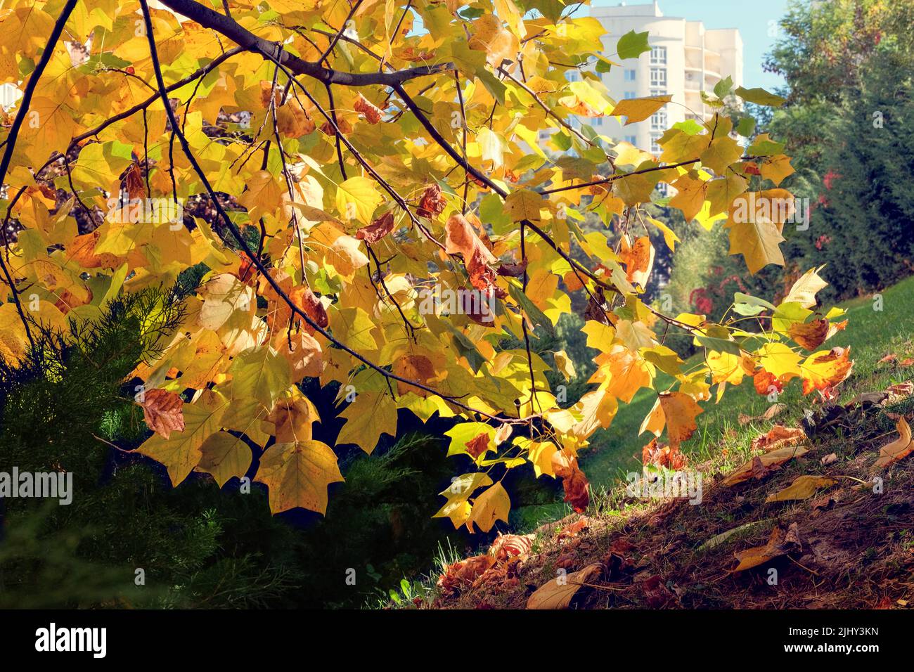 Otoño en el parque de la ciudad. El otoño amarillo sale en el pintoresco otoño. Los árboles en la ciudad. Día soleado, clima cálido. Foto de stock