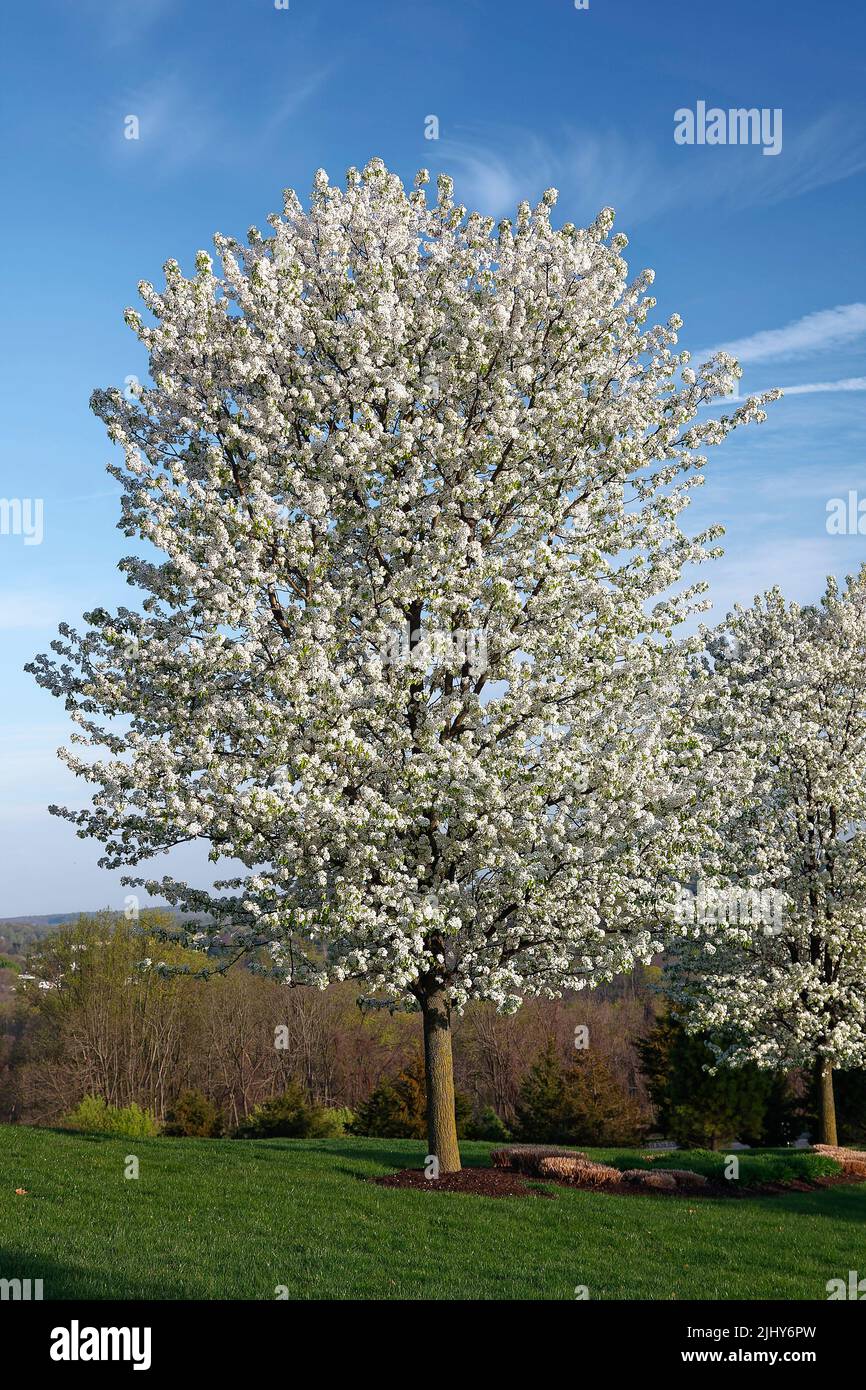árboles florecidos primaverales, blanco, grande, naturaleza, abundante exhibición, Caducifolio, Pensilvania; Condado de Chester, PA Foto de stock