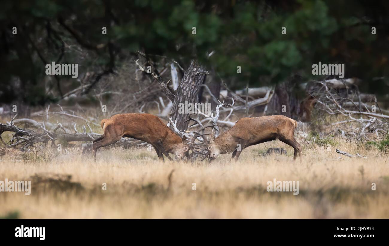 Dos venados rojos peleando en el bosque en la naturaleza otoñal Foto de stock