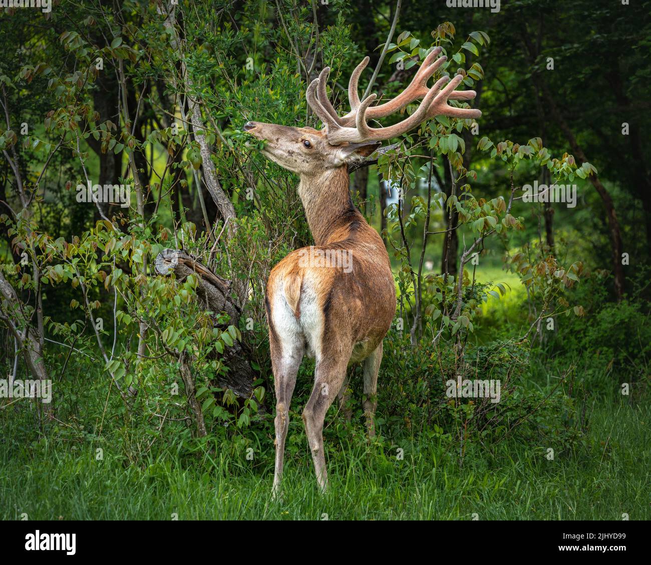 El ciervo adulto come los brotes tiernos de una planta. Parque Nacional de Abruzos Lazio y Molise, Abruzos, Italia, Europa Foto de stock