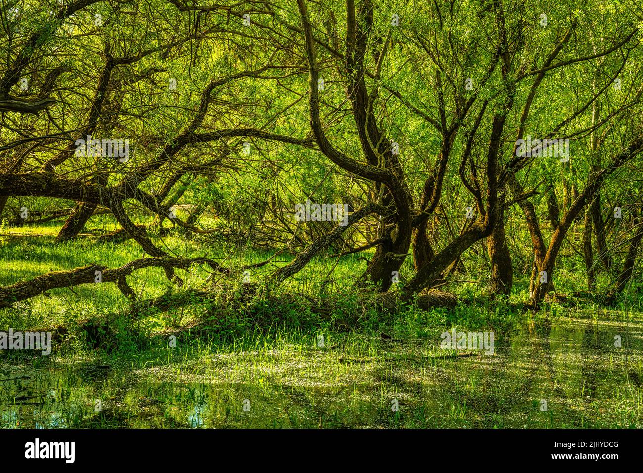 Los troncos de sauce se reflejan en las aguas del Lago Barrea. Villetta Barrea, provincia de L'Aquila, Abruzos, Italia, Europa Foto de stock