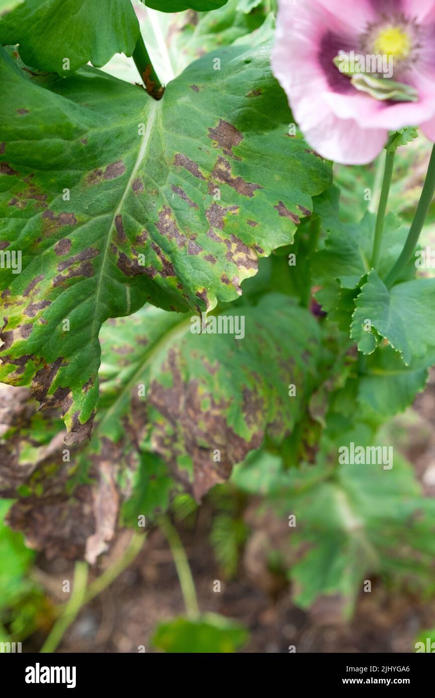 Planta de amapola quemada crujiente daño por calor en hojas marrones creciendo en jardín de suelo seco Julio 2022 ola de calor Gales Reino Unido Gran Bretaña KATHY DEWITT Foto de stock