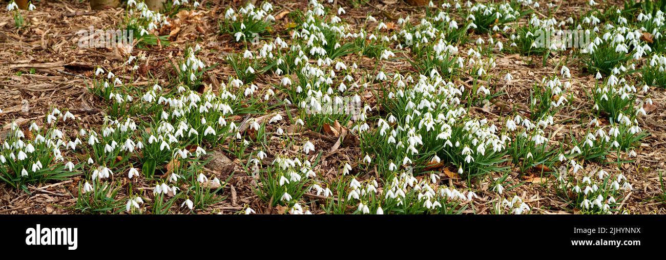 Campo de flores blancas comunes de gotas de nieve que crecen, florecen y florecen en una remota tierra o pradera. Grupo de plantas de galanthus nivalis Fotografía de stock - Alamy Campo de flores blancas comunes de gotas de nieve que crecen, florecen y florecen en una remota tierra o pradera. Grupo de plantas de galanthus nivalis Fotografía de stock - Alamy
