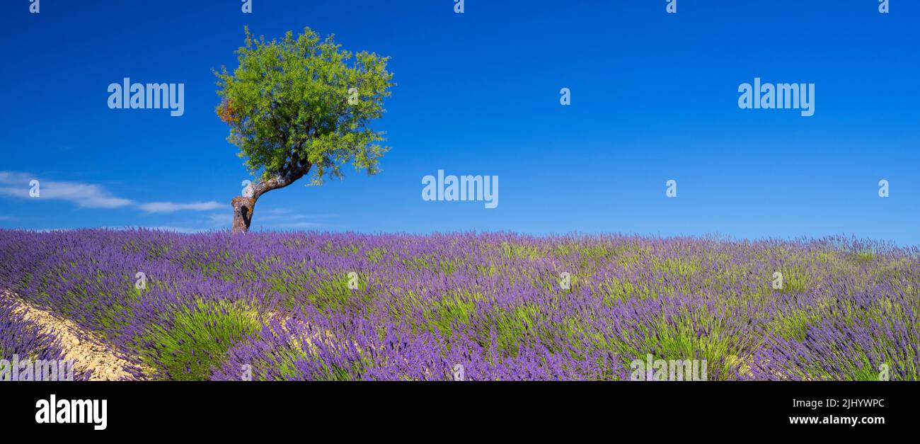 Vista del campo de lavanda con un árbol en verano, Valensole, Francia Foto de stock