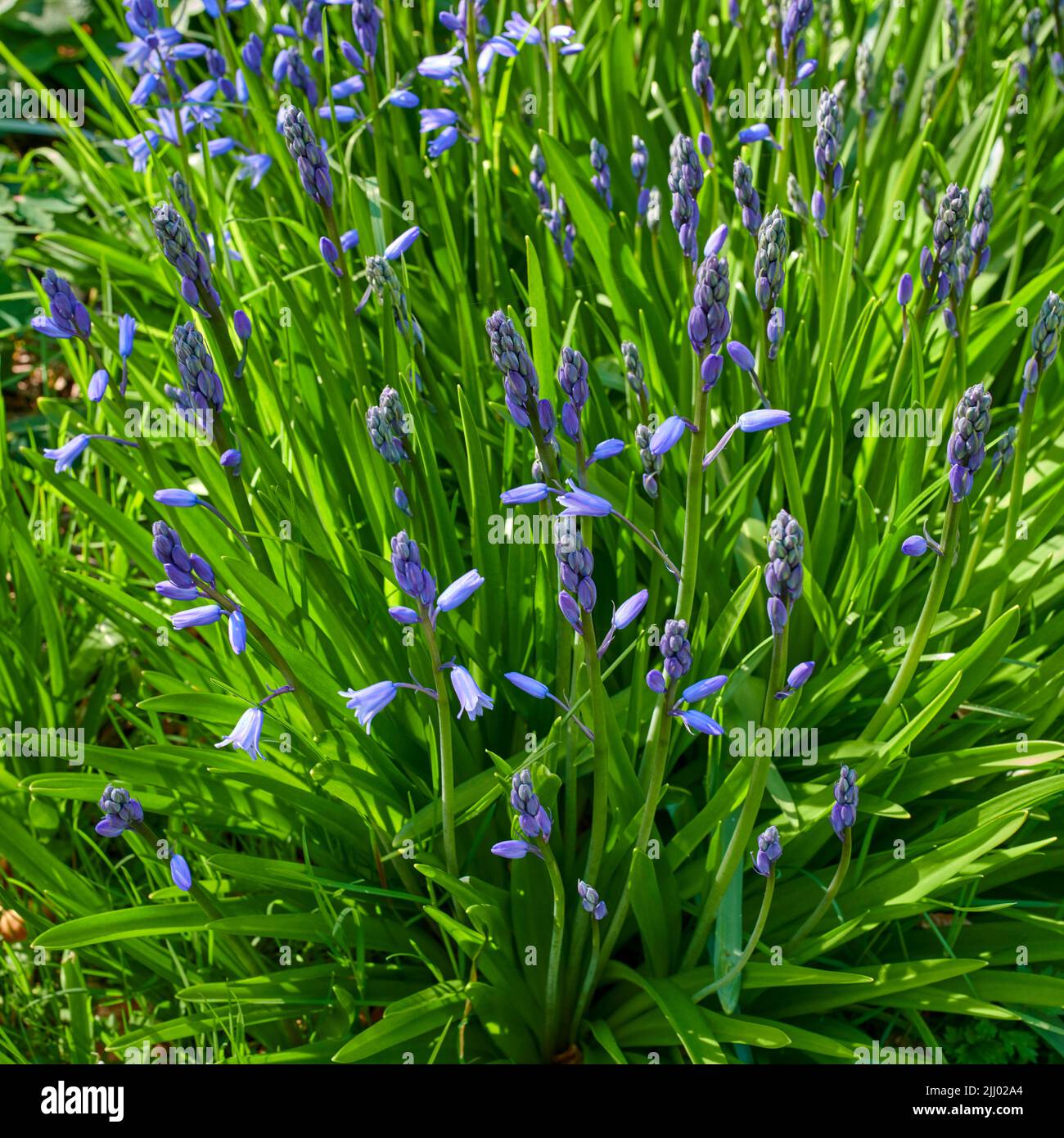 indigo plant indigo plant