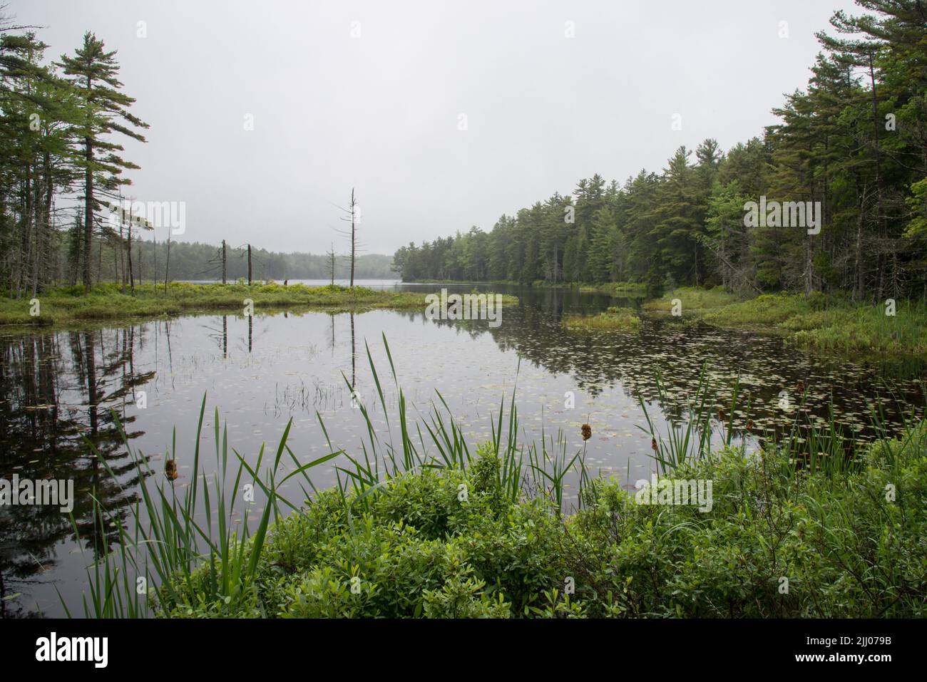 Una mañana lluviosa y brumosa en Round Pond, Acadia National Park, Maine, Estados Unidos Foto de stock