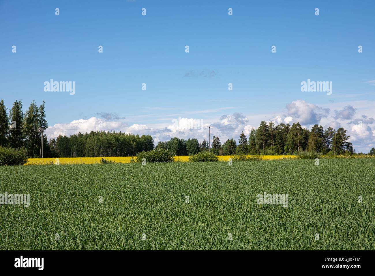Campo de avena verde en frente y campo de canola amarilla en el fondo en Orivesi, Finlandia Foto de stock