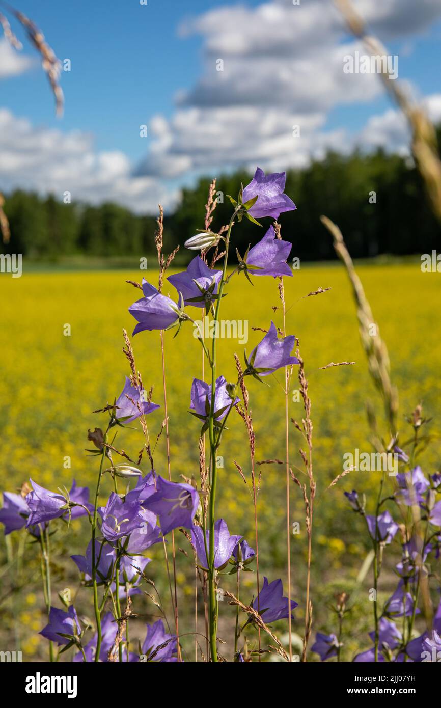 Campanula rapunculoides, también conocida como el campanario rastrero o el campanario rampón, que crece al borde de la carretera en Orivesi, Finlandia Foto de stock