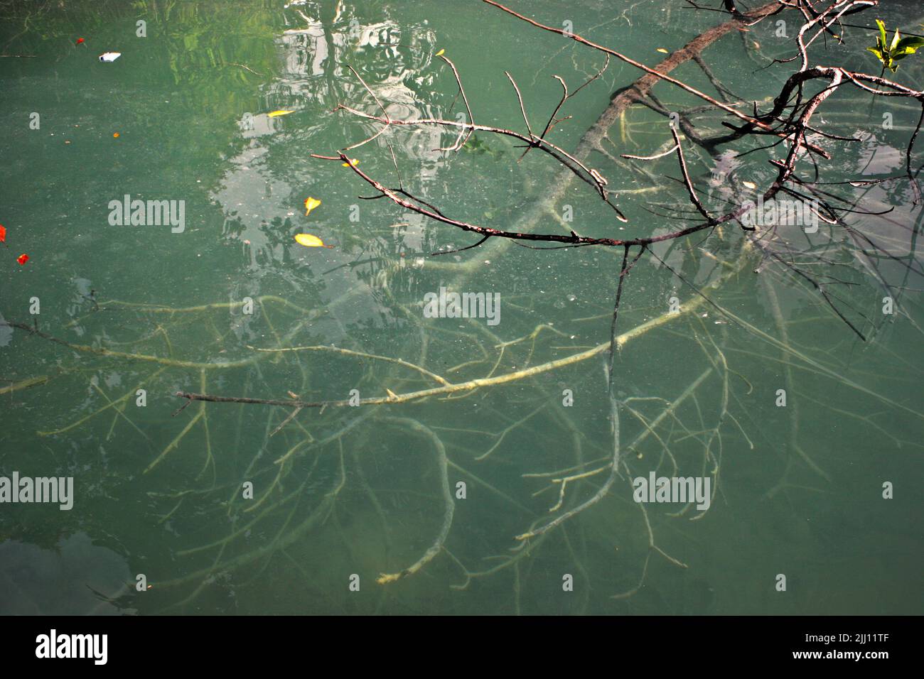 Árboles en las aguas costeras de la isla de Maratua, una parte de la