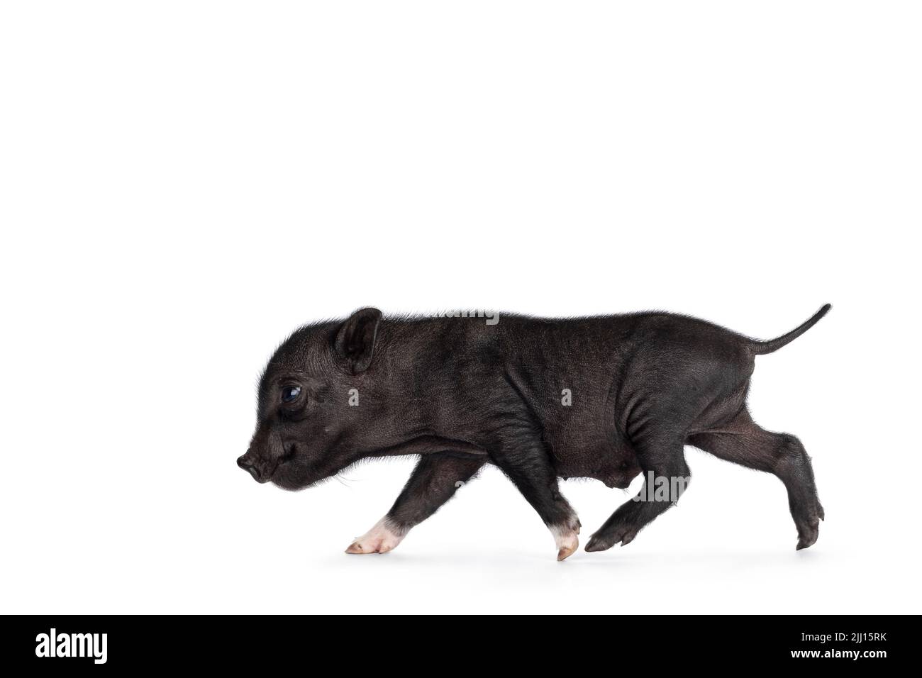 Mini pig piglet Imágenes recortadas de stock - Alamy