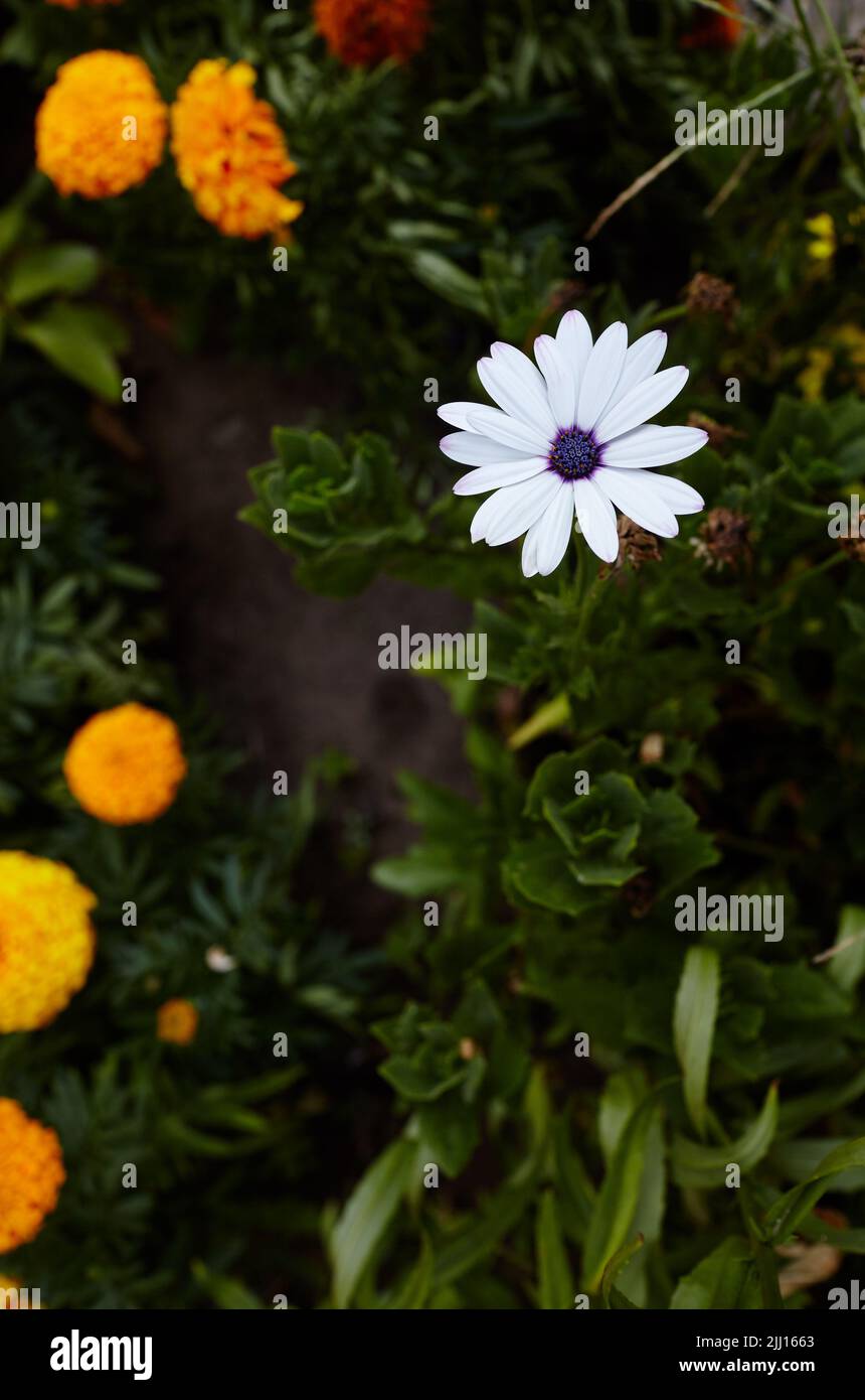 Flores africanas de margarita blanca, con centro púrpura oscuro. Nombre