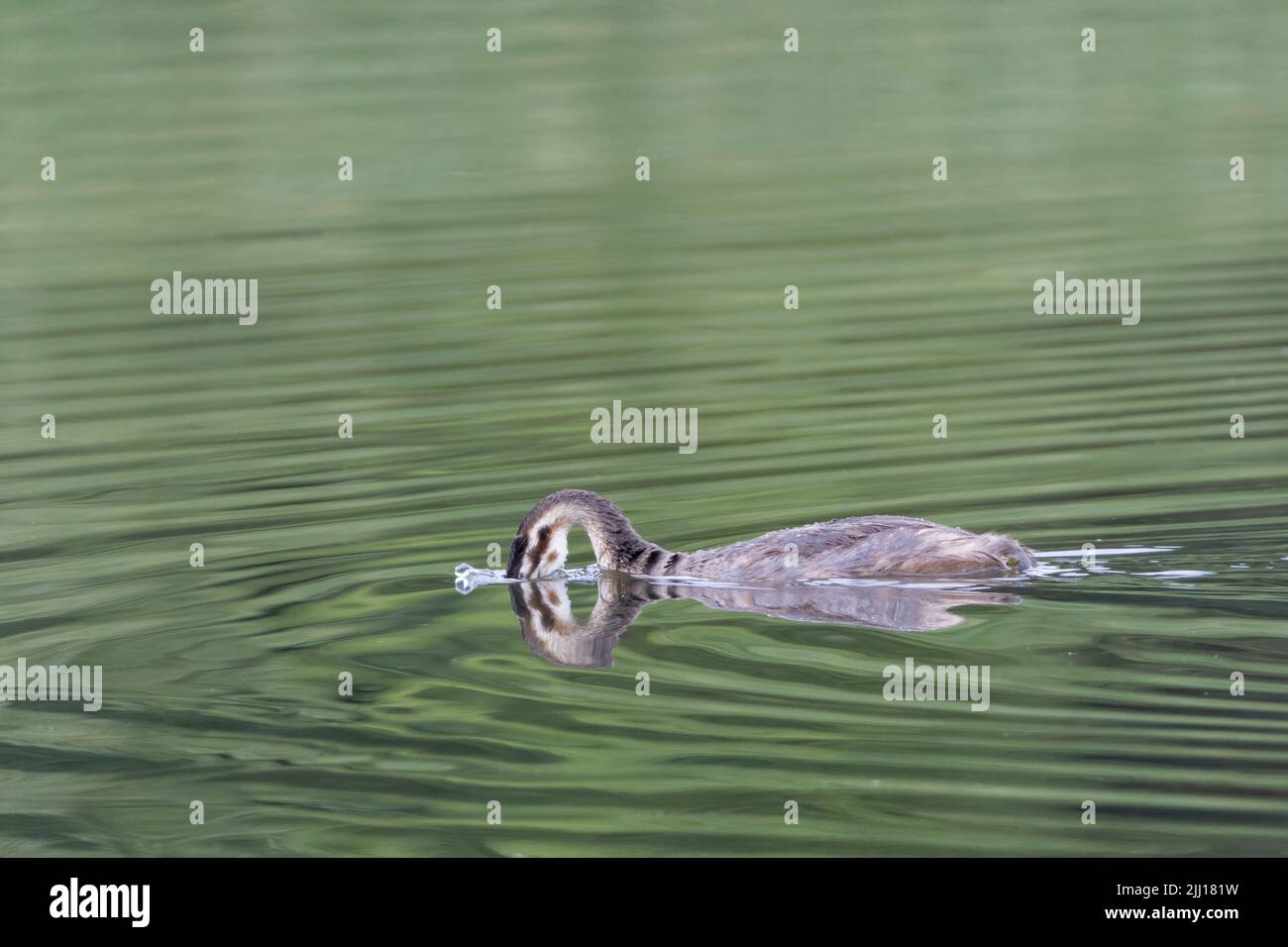 Gran jabalí (podiceps cristatus), imagen artística con reflejo en agua formando forma abstracta a cabeza y cuello sumergidos Foto de stock