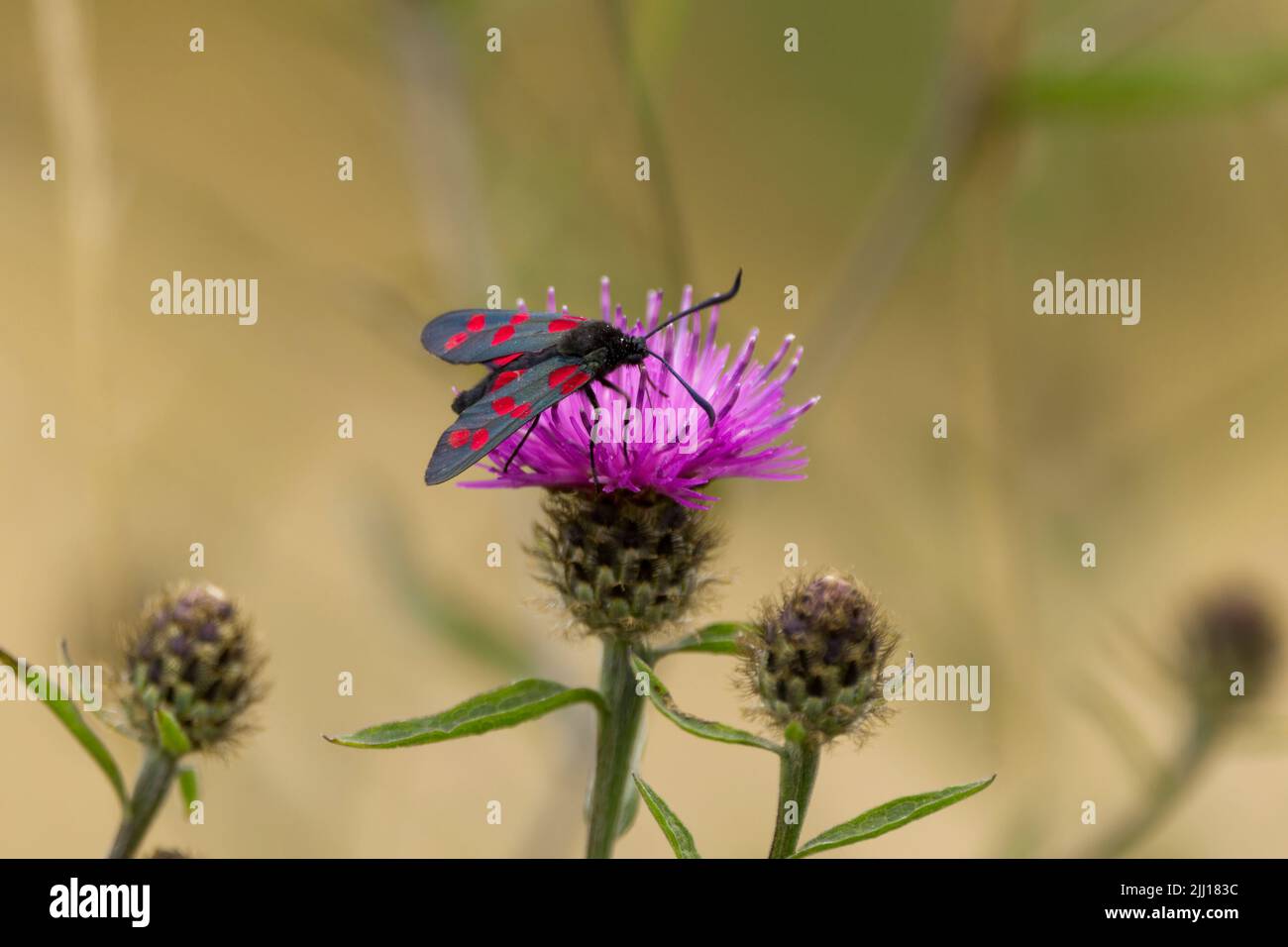 Seis manchas de la polilla del burnet (Zygaena filipénduae) en un floret púrpura del knapweed común (centaurea nigra) Seis manchas rojas emparejadas en las alas delanteras negras verdosas Foto de stock
