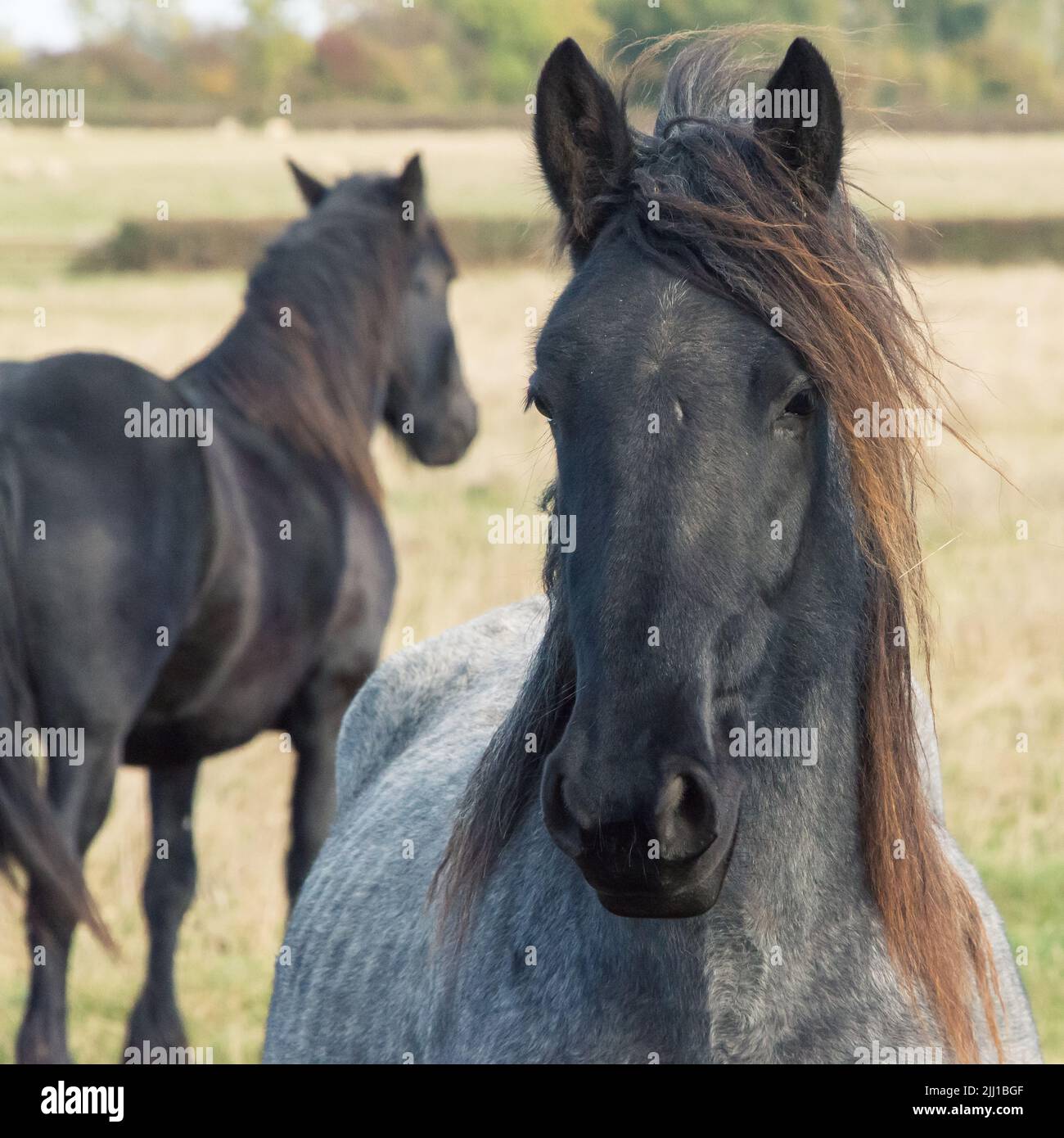 Una foto selectiva de un adorable caballo Percheron en la hierba mirando la cámara Foto de stock