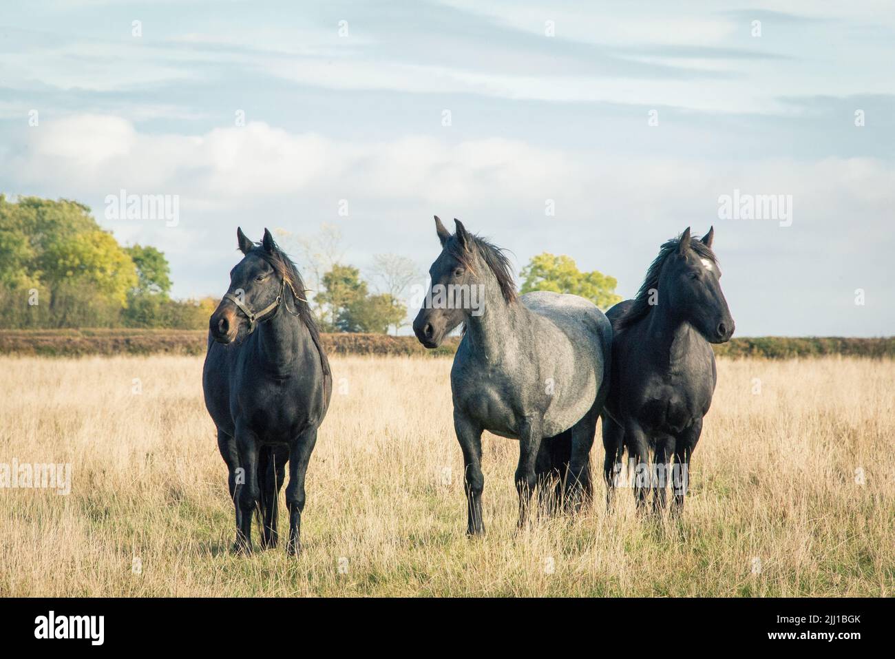 Los adorables caballos Percheron negro vagando en la hierba Foto de stock