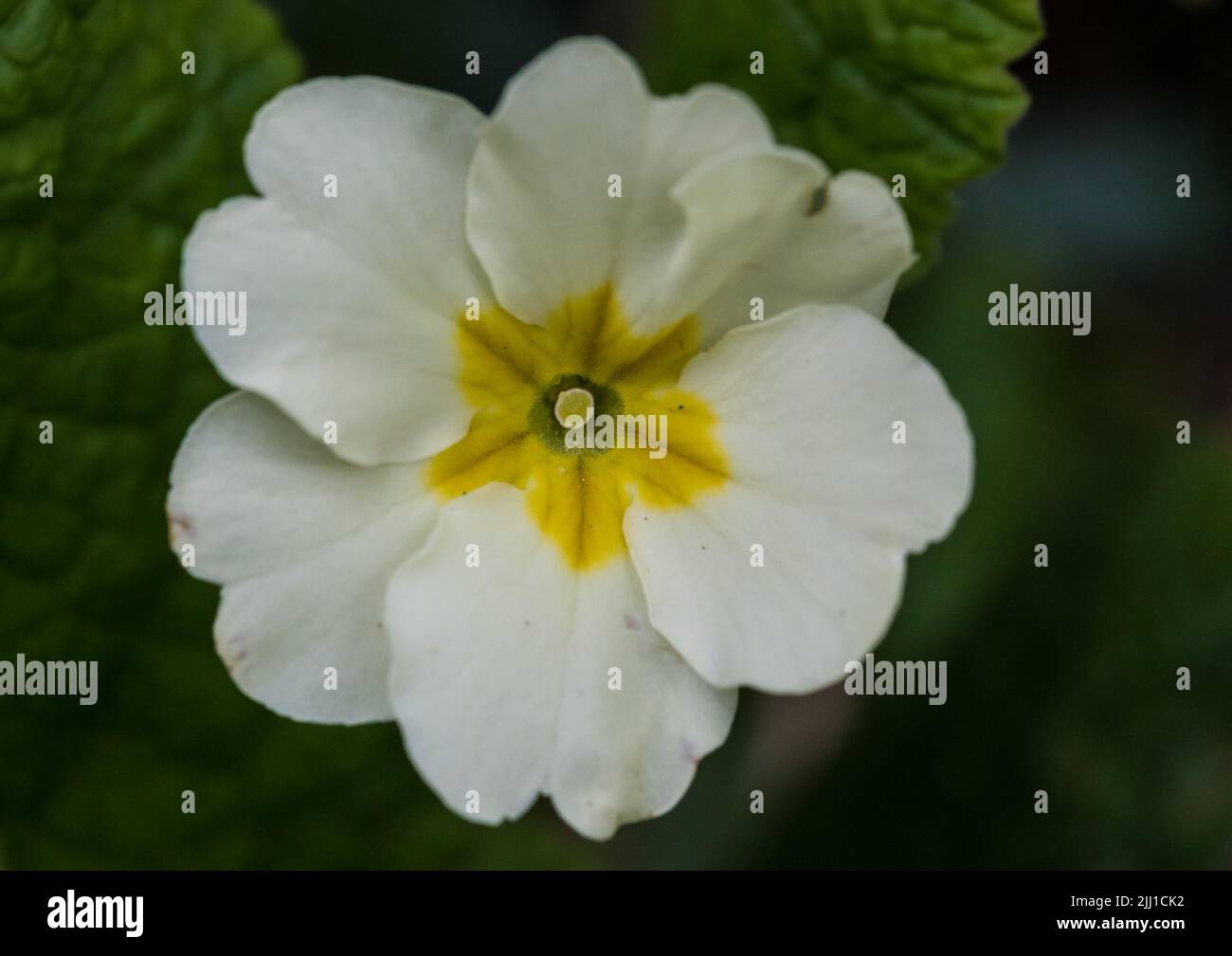 Una macro fotografía de una onagra inglesa. Foto de stock