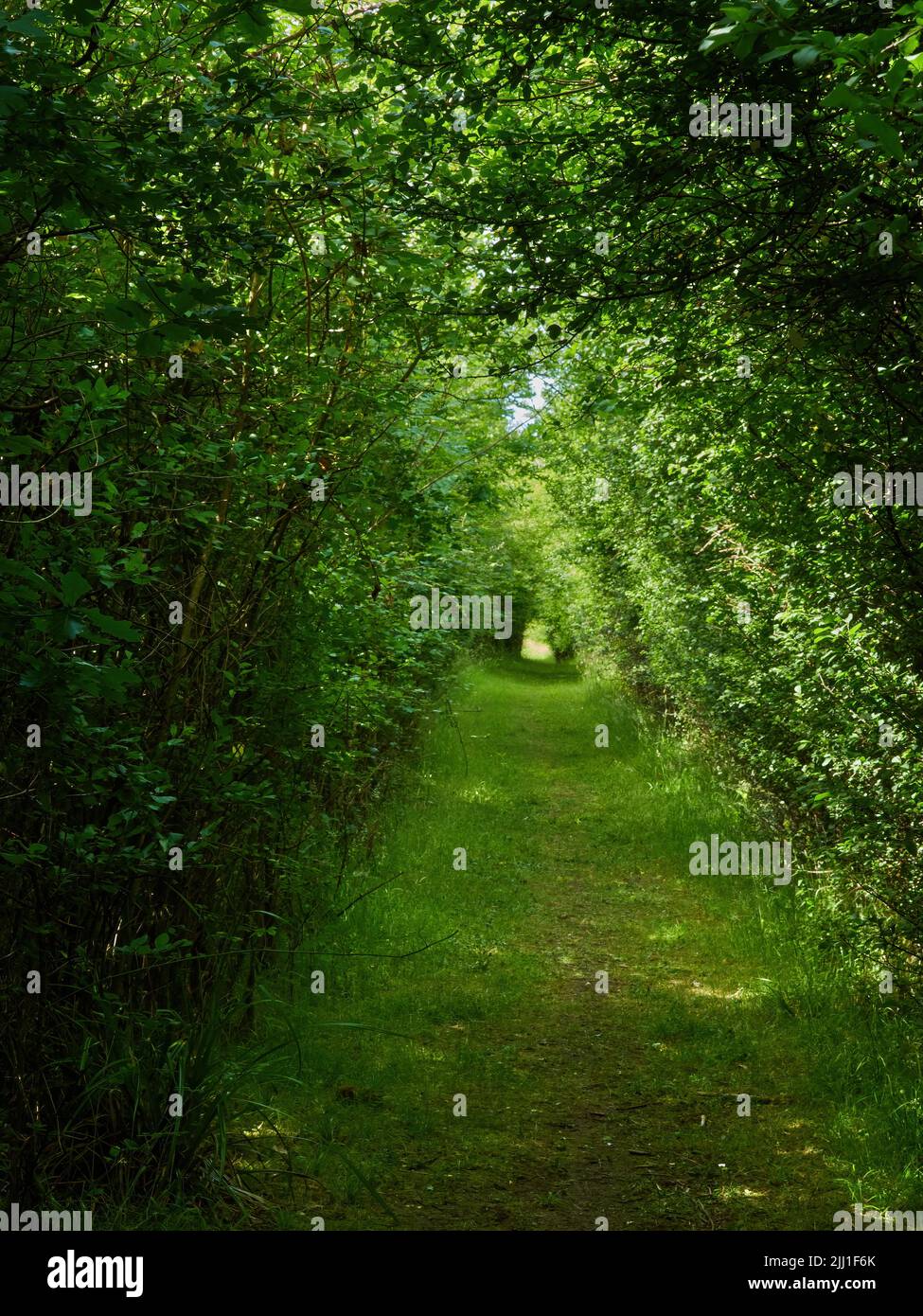 Los árboles que presionan cerca para formar un túnel sobre una avenida del bosque que se extiende apagado en perspectiva decreciente a través de la sombra y de la luz del sol salpicados. Foto de stock