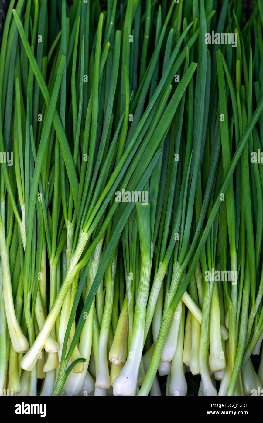 Plumas verdes de una cebolleta joven. Vitaminas del jardín Fotografía de  stock - Alamy
