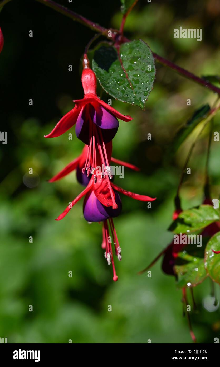 Fucsia rojo y púrpura - fucsia triphylla - planta que florece en verano Fotografía del Reino Unido tomada por Simon Dack Foto de stock