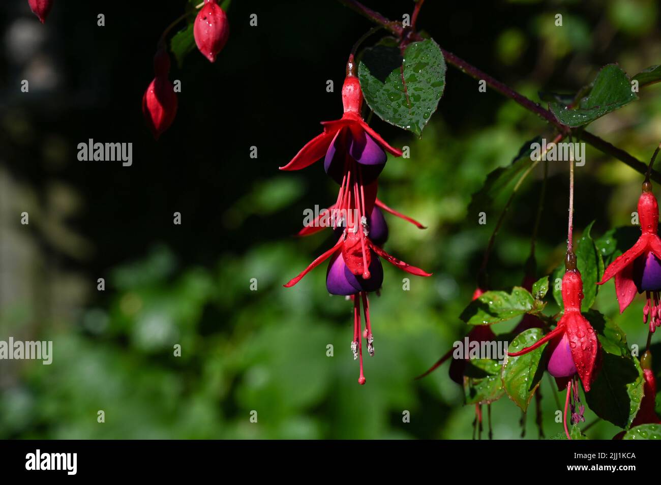 Fucsia rojo y púrpura - fucsia triphylla - planta que florece en verano Fotografía del Reino Unido tomada por Simon Dack Foto de stock