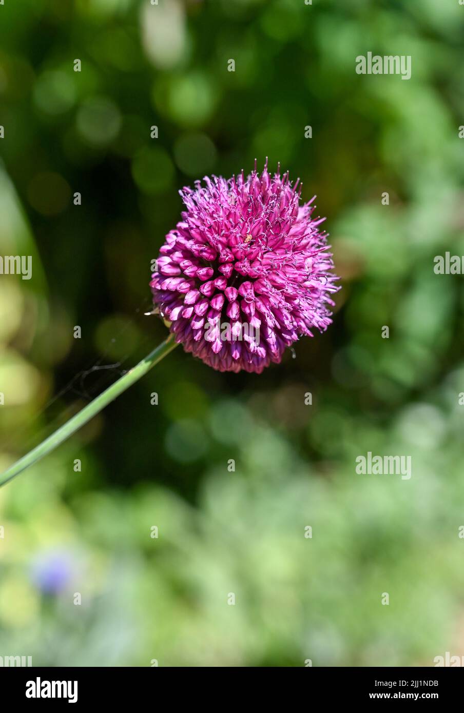 Pequeña planta púrpura Allium floreciendo en verano Reino Unido - Allium sphaerocephalon También conocido como el palillo de tambor allium o puerro de cabeza redonda, es una flor de verano Foto de stock