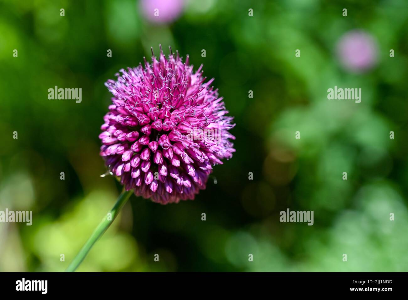 Pequeña planta púrpura Allium floreciendo en verano Reino Unido - Allium sphaerocephalon También conocido como el palillo de tambor allium o puerro de cabeza redonda, es una flor de verano Foto de stock