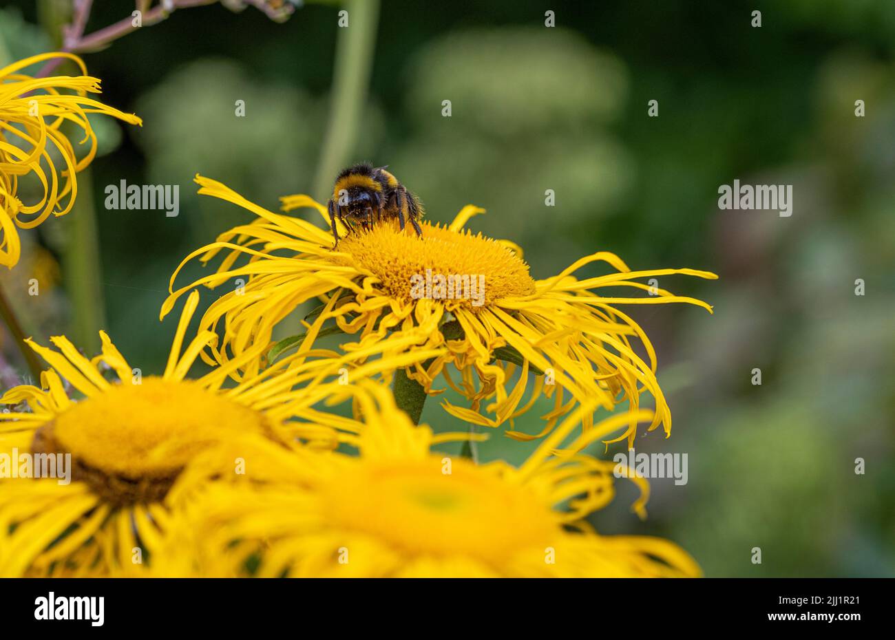 Abeja que poliniza las flores amarillas y chicharrones de Inula magnifica que crecen en un jardín británico. Foto de stock