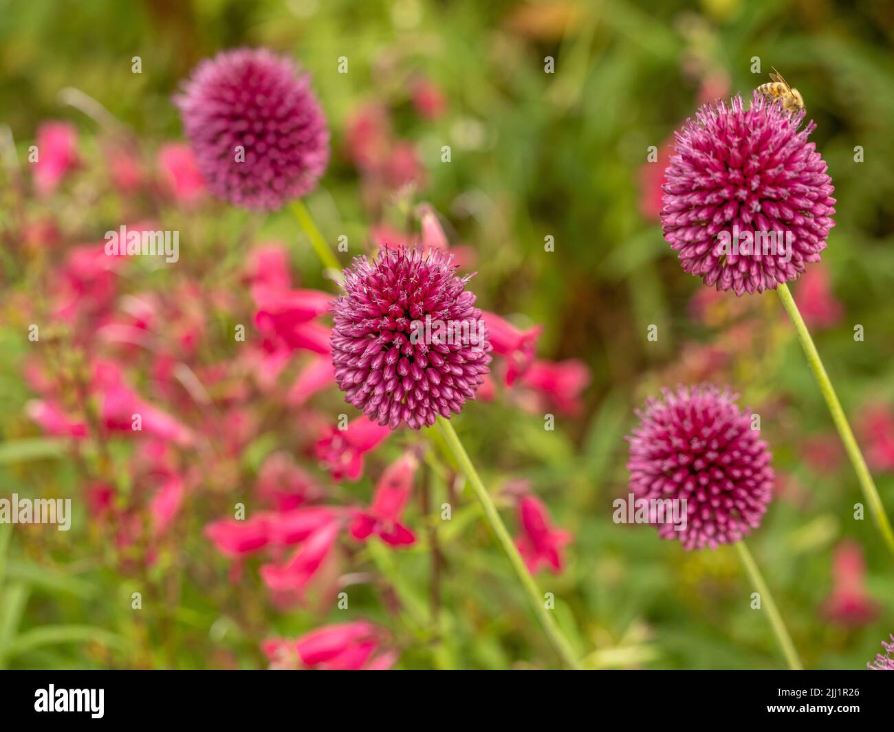 Flores de color magenta de Allium sphaerocephalon que crecen en un jardín británico. Foto de stock