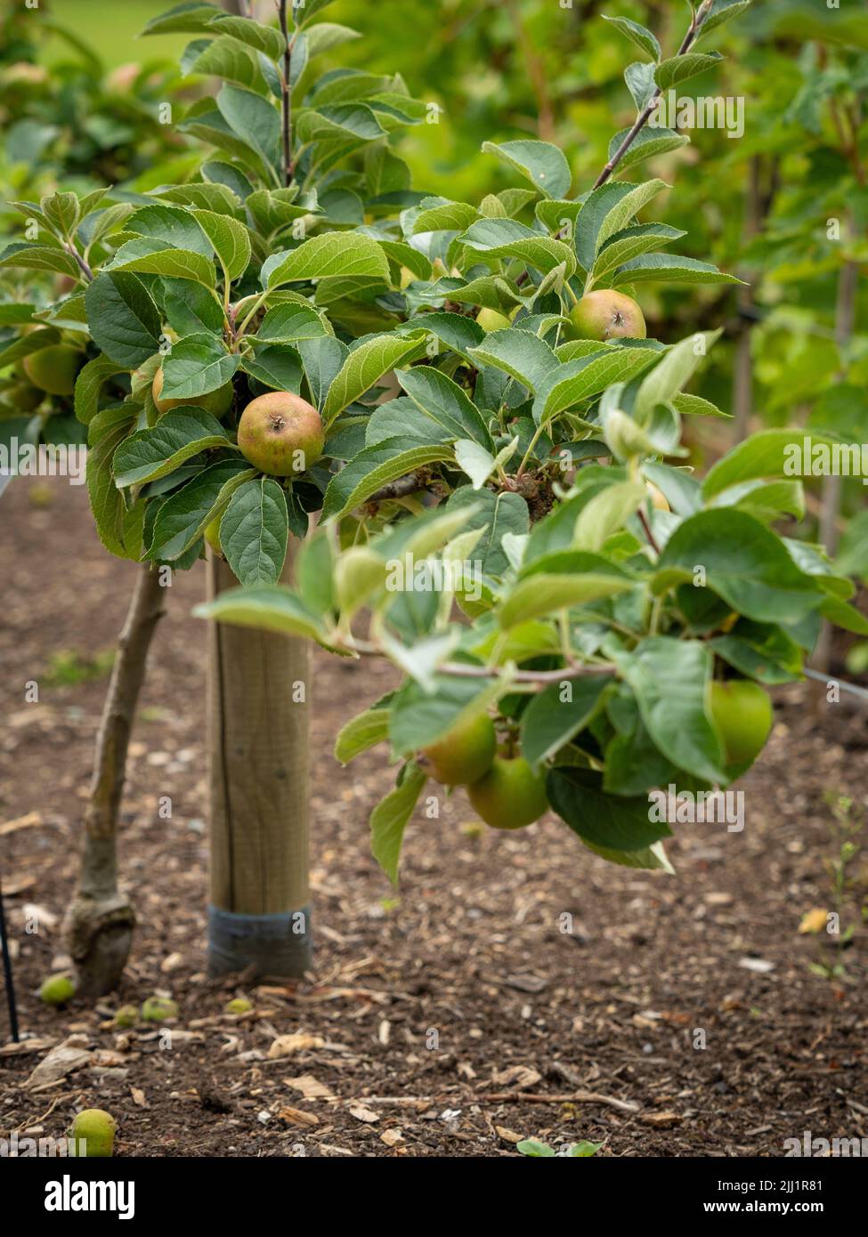 El cordón horizontal entrenó a los manzanos, comúnmente llamados manzanas de estofado, que crecen en un jardín del Reino Unido Foto de stock