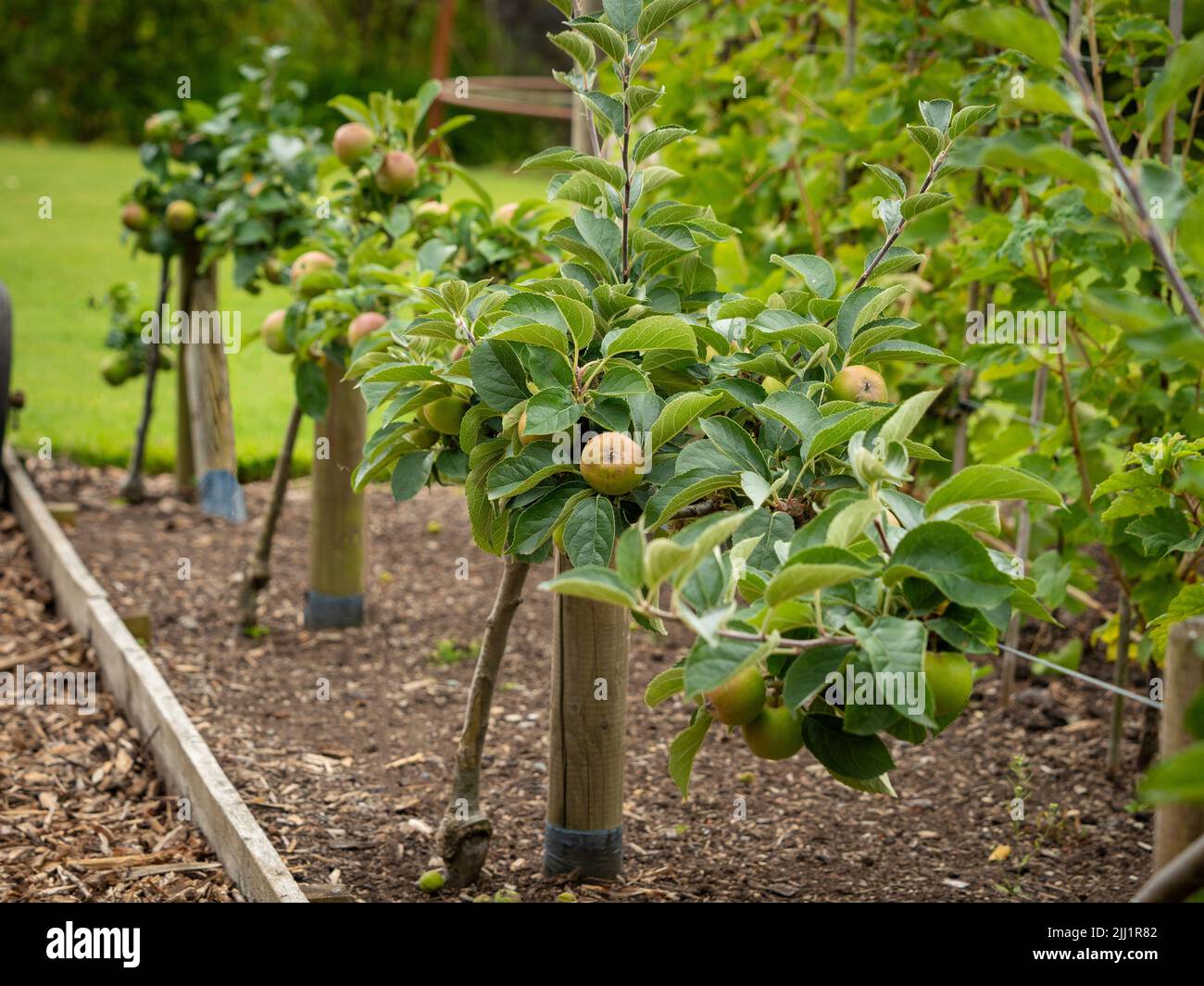 El cordón horizontal entrenó a los manzanos, comúnmente llamados manzanas de estofado, que crecen en un jardín del Reino Unido Foto de stock