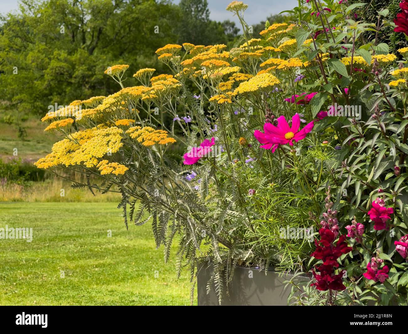 Contenedor metálico plantado con Achillea amarilla, Cosmos rosa brillante y Snapdragones rojo oscuro con césped y árboles detrás. Foto de stock