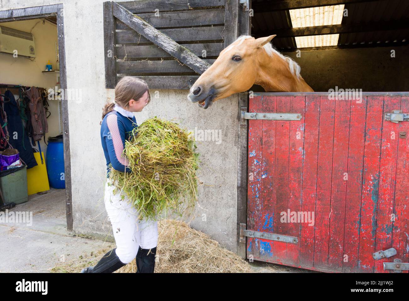 Una mujer joven trae pasto forrajero para alimentar a su caballo en un establo cerca de Bruckless, Condado de Donegal, Irlanda Foto de stock
