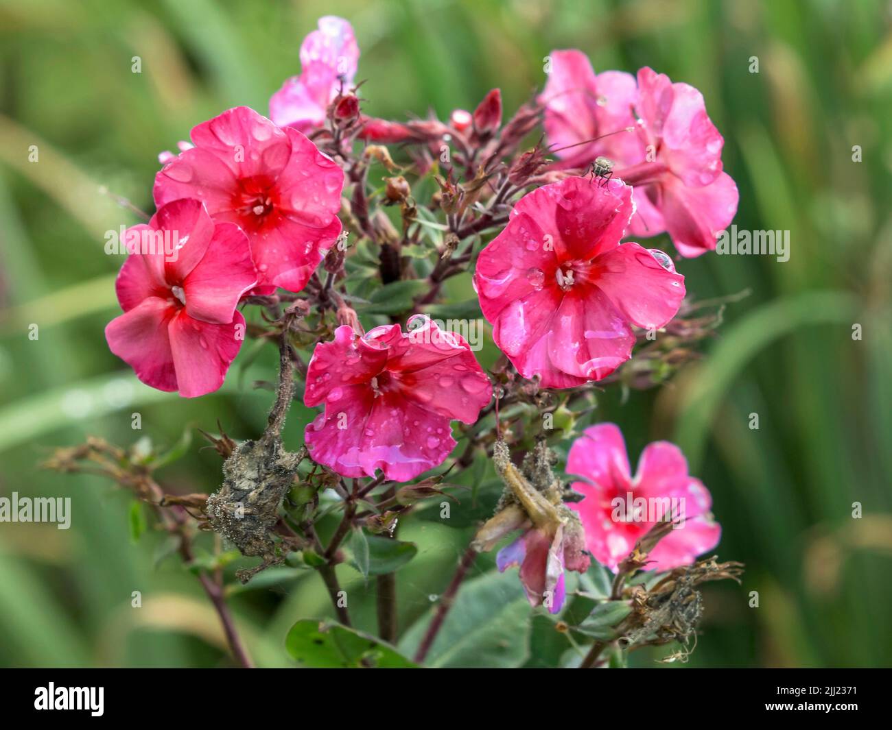 Flores de color rosa Phlox después de una ducha de lluvia Foto de stock
