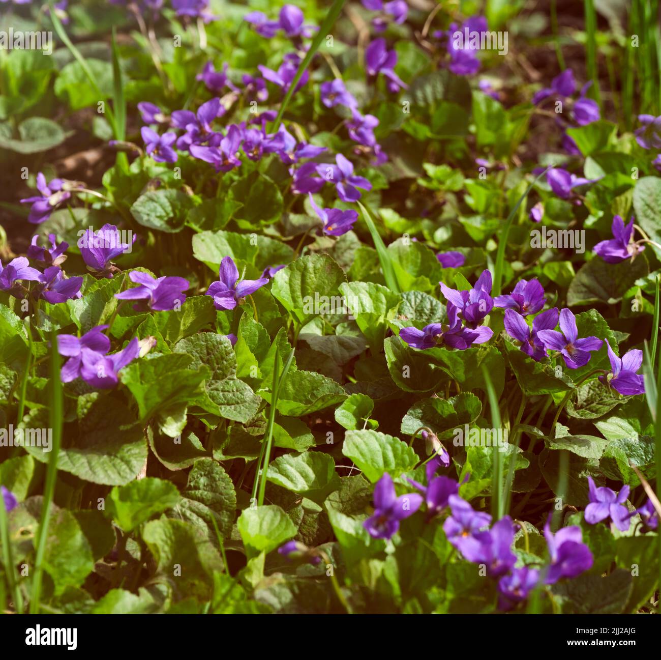 Muchas flores de Viola odorata en un prado Foto de stock