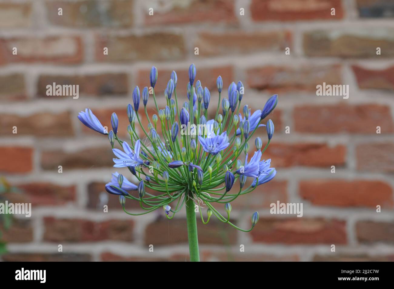 Agapanthus Lily Blue Globo Flowerhead Foto de stock