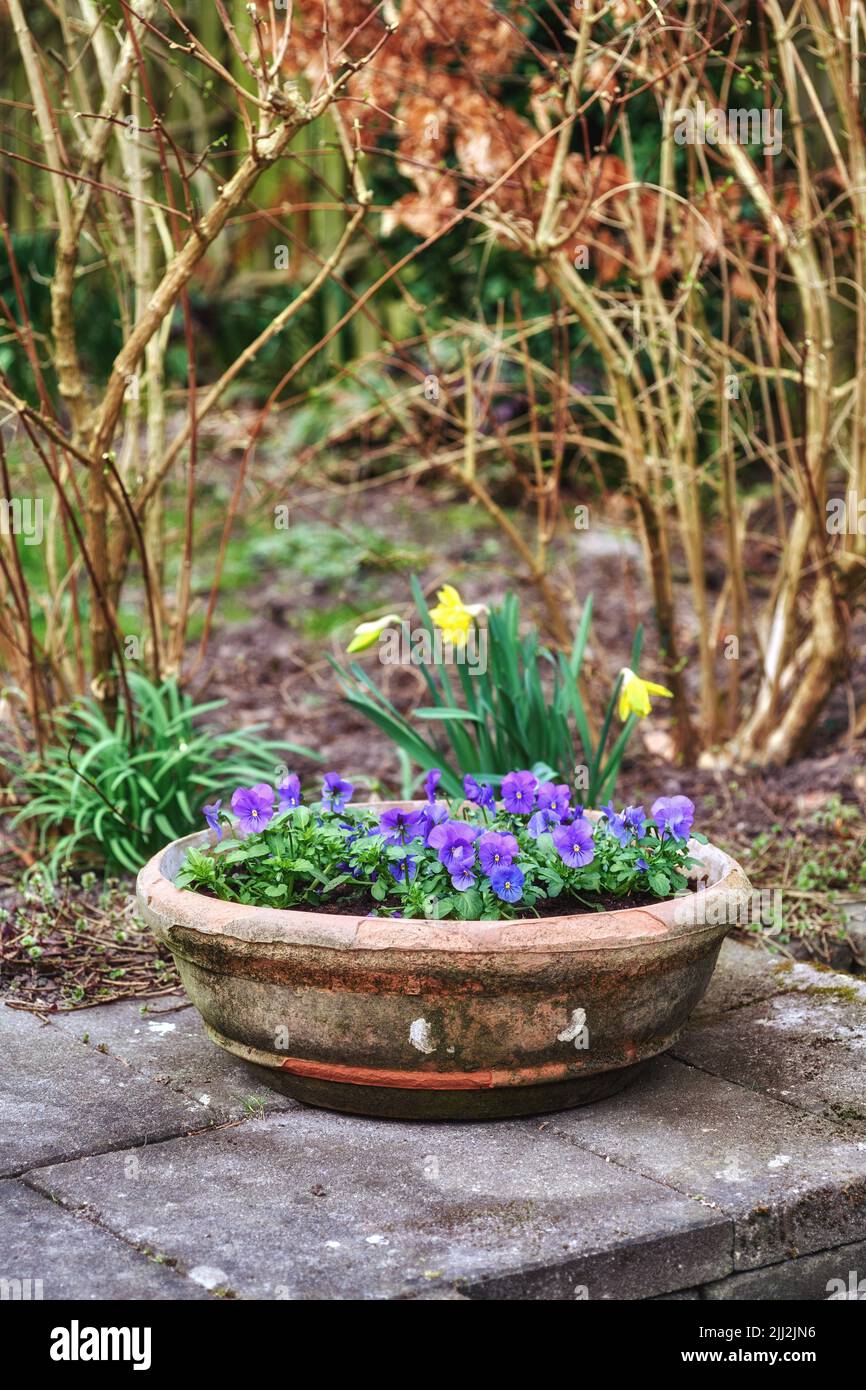 Pansy flores creciendo en un jarrón en un jardín trasero en verano. Primer  plano de los pensamientos salvajes exhibidos en un recipiente o tarro en un  patio para la decoración y Fotografía