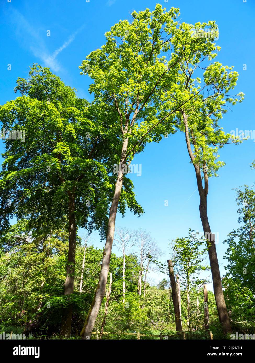 Árboles altos en un bosque con follaje primaveral y un cielo azul Foto de stock