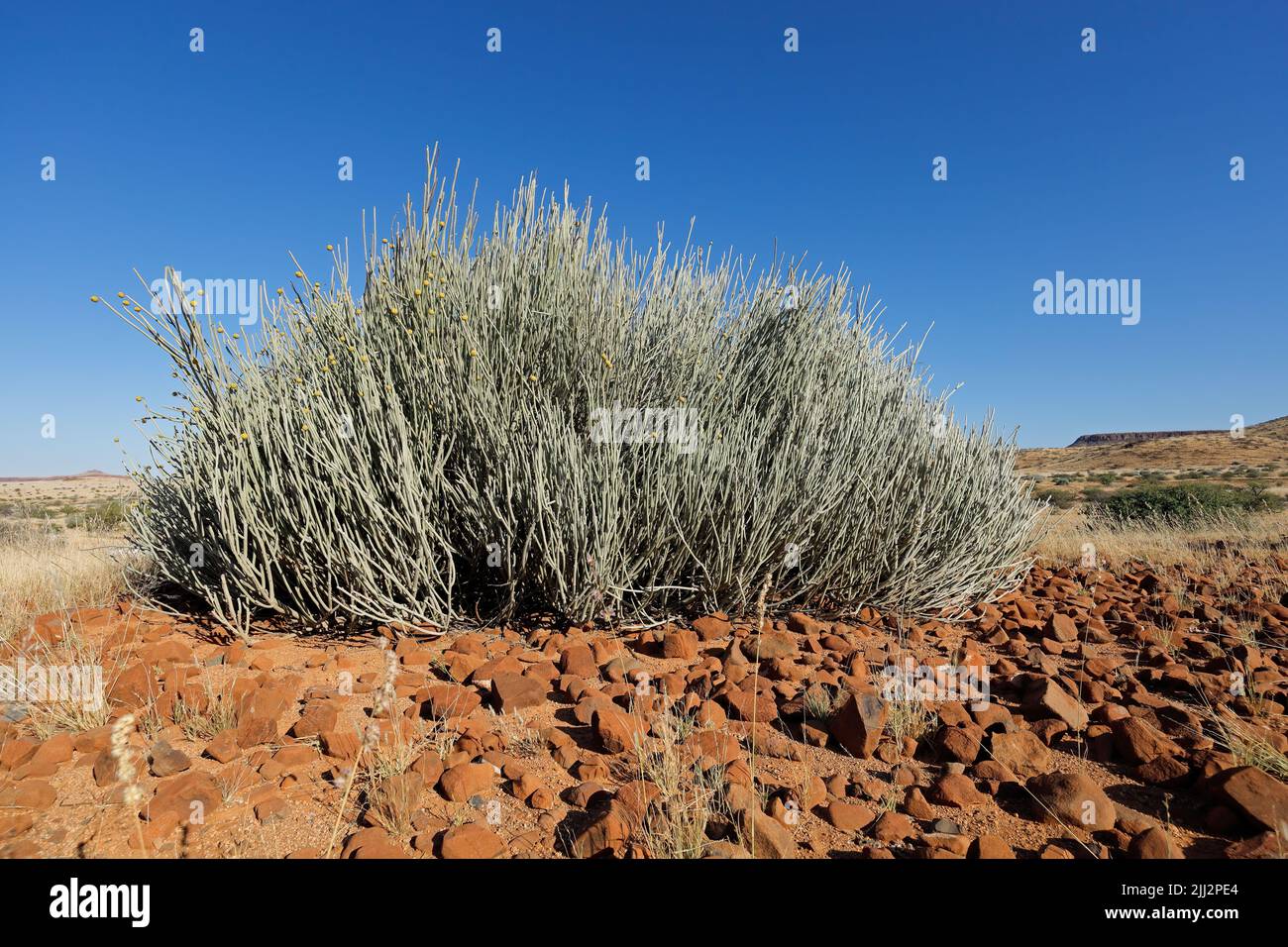 Un arbusto lechero Damara (Euphorbia damarana) en medio árido, Damaraland, Namibia Foto de stock