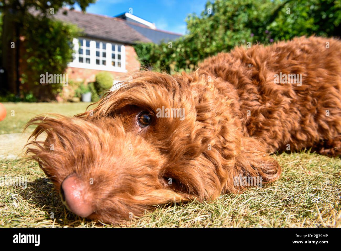 Un perro de cachorro de mascota tumbado en el césped en un jardín durante el tiempo caluroso Foto de stock
