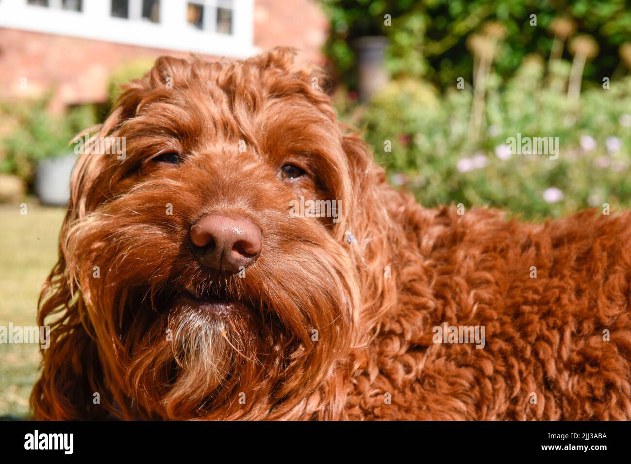 Juguetón perro mascota feliz fuera en un jardín en un cálido día soleado Foto de stock