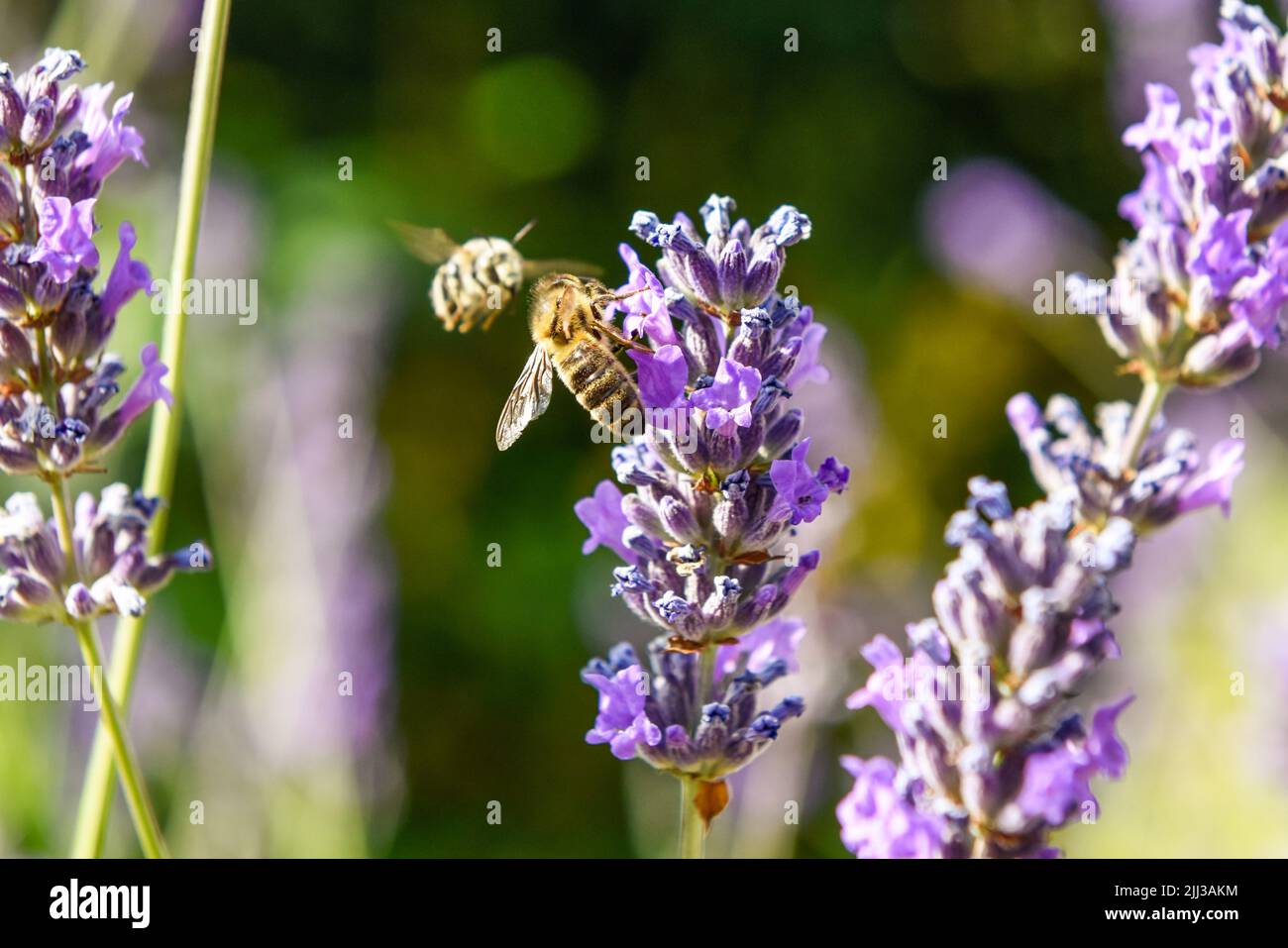 Una abeja de miel recolectando polen de una flor como parte del proceso de elaboración de la miel Foto de stock