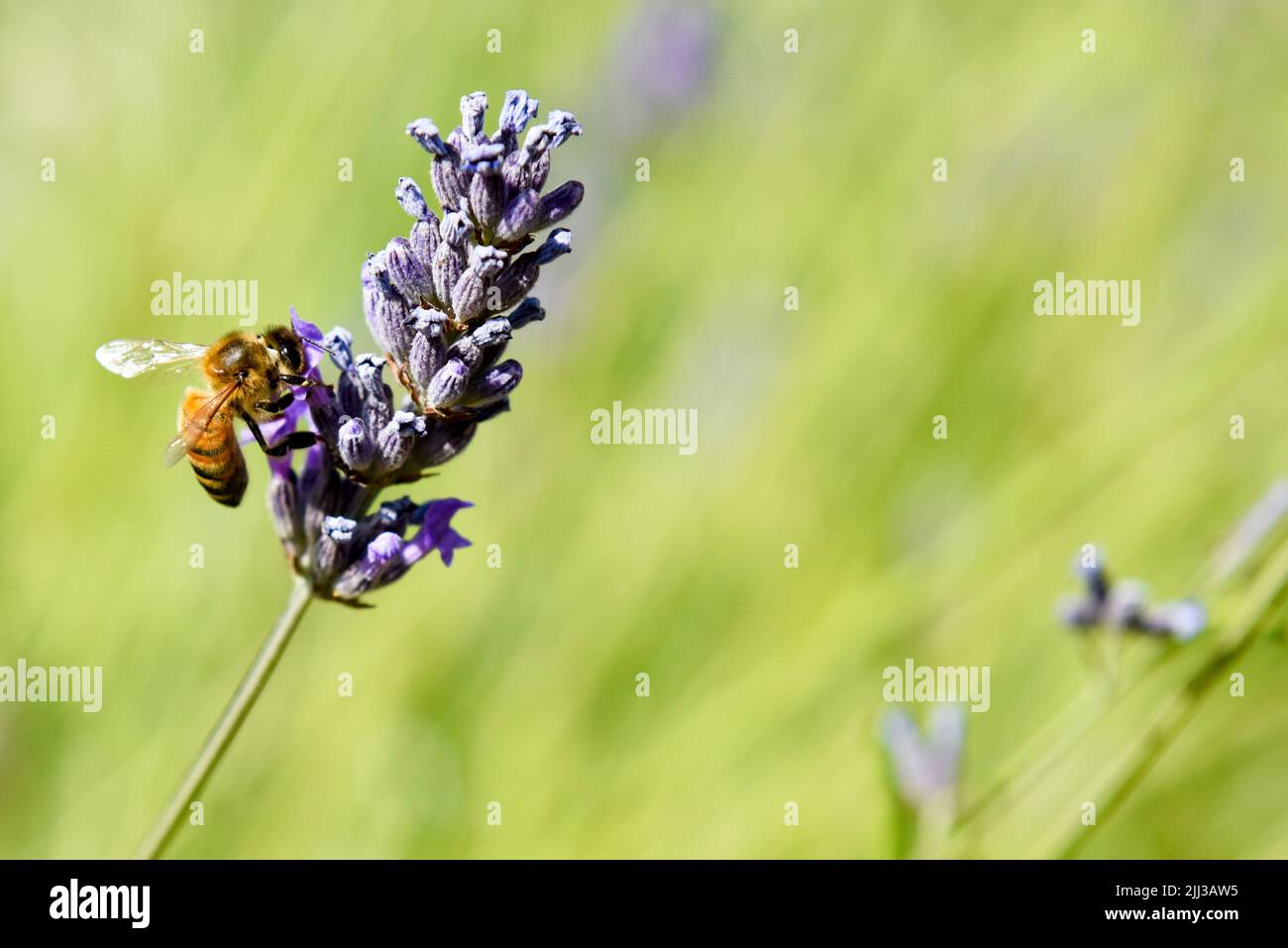 Una abeja de miel recolectando polen de una flor como parte del proceso de elaboración de la miel Foto de stock