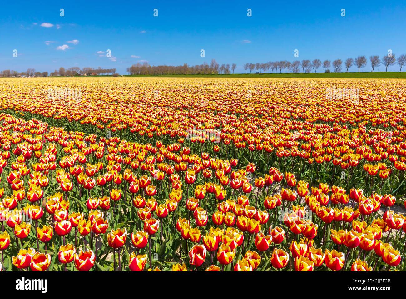 Floreciendo colorido holandés amarillo rojo tulipanes flor campo bajo un cielo azul. Zelanda, Países Bajos Foto de stock