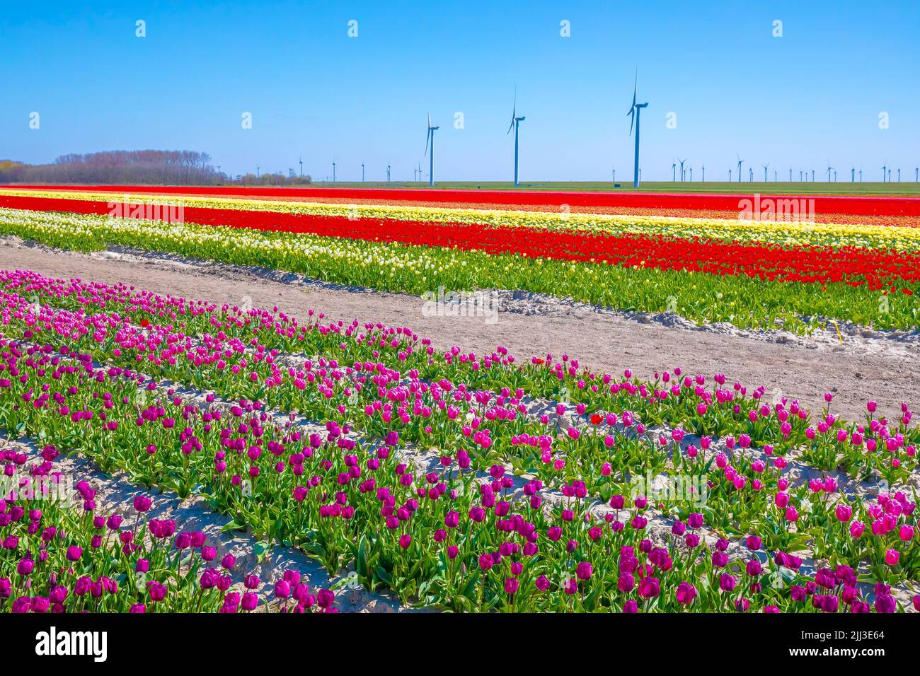 Florece el colorido campo de flores de tulipán púrpura rosa holandés bajo un cielo azul. Zelanda, Países Bajos Foto de stock