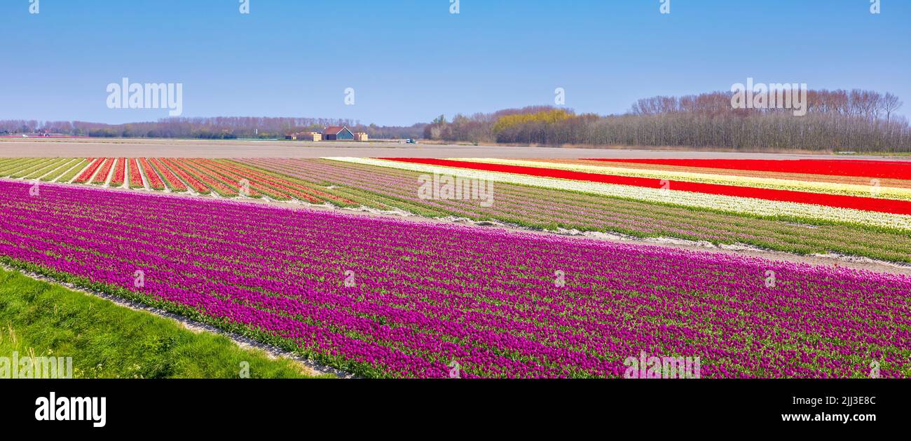 Florece el colorido campo de flores de tulipán púrpura rosa holandés bajo un cielo azul. Zelanda, Países Bajos Foto de stock
