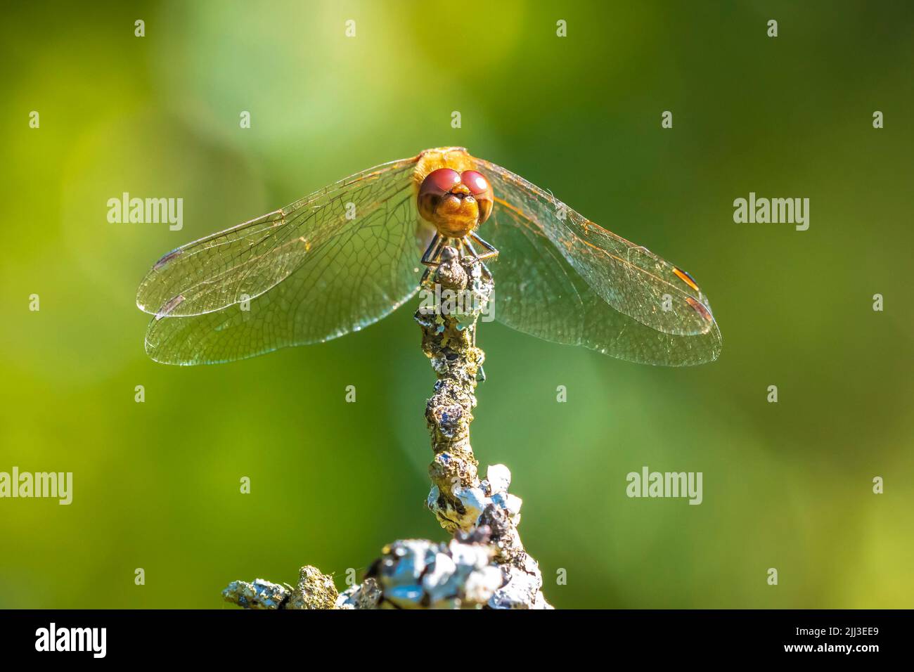 Primer plano de un vagrante macho, Sympetrum vulgatum, libélula colgando de la vegetación Foto de stock