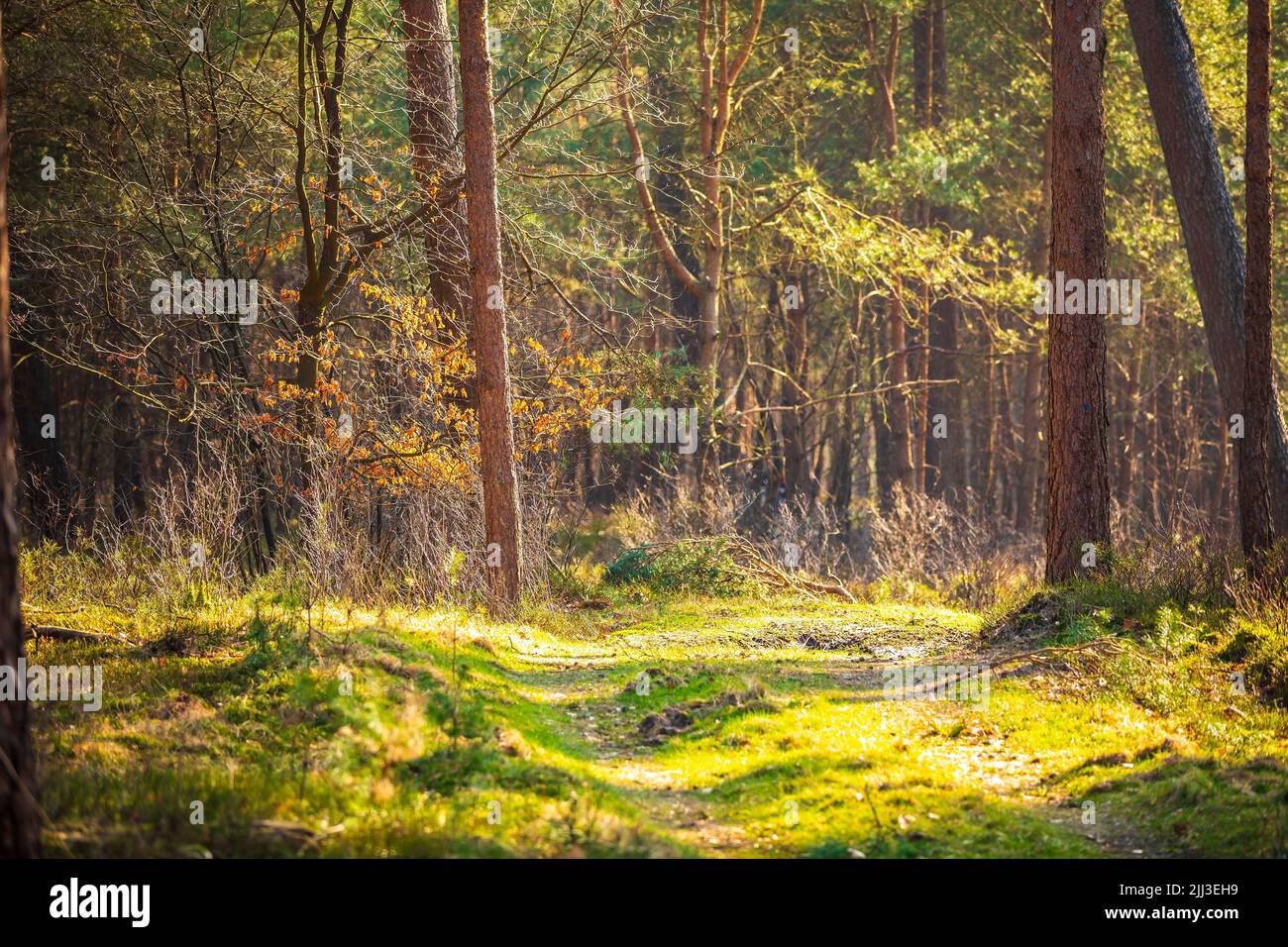 Luz del sol en un hermoso bosque en el parque nacional Hoge Veluwe, Países Bajos Foto de stock