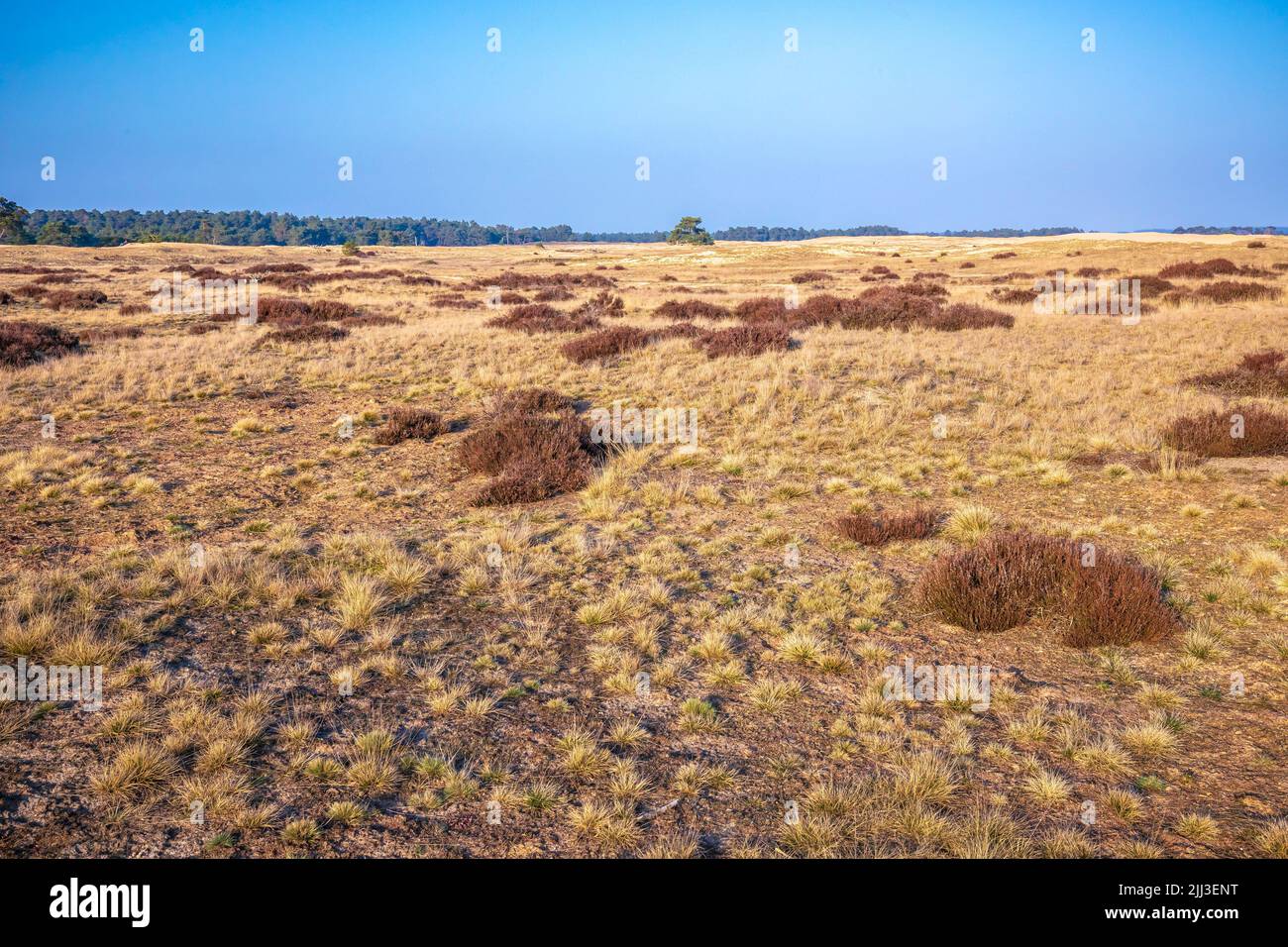 Colorido paisaje de páramos, parque nacional Hoge Veluwe Holland durante la primavera Foto de stock