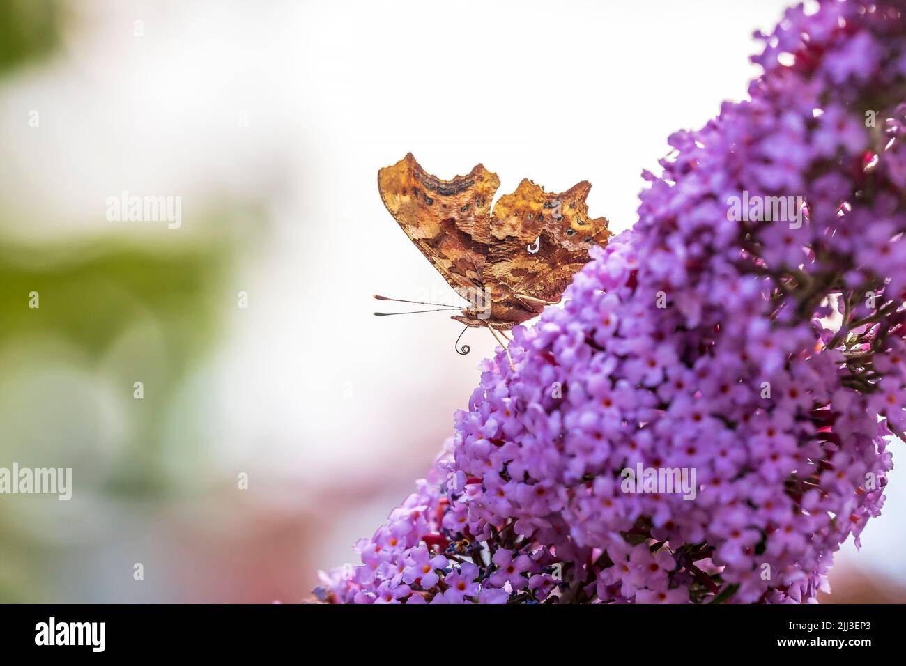 Coma mariposa Polygonia c-album polinizando y alimentándose de buddleja flores púrpura Foto de stock