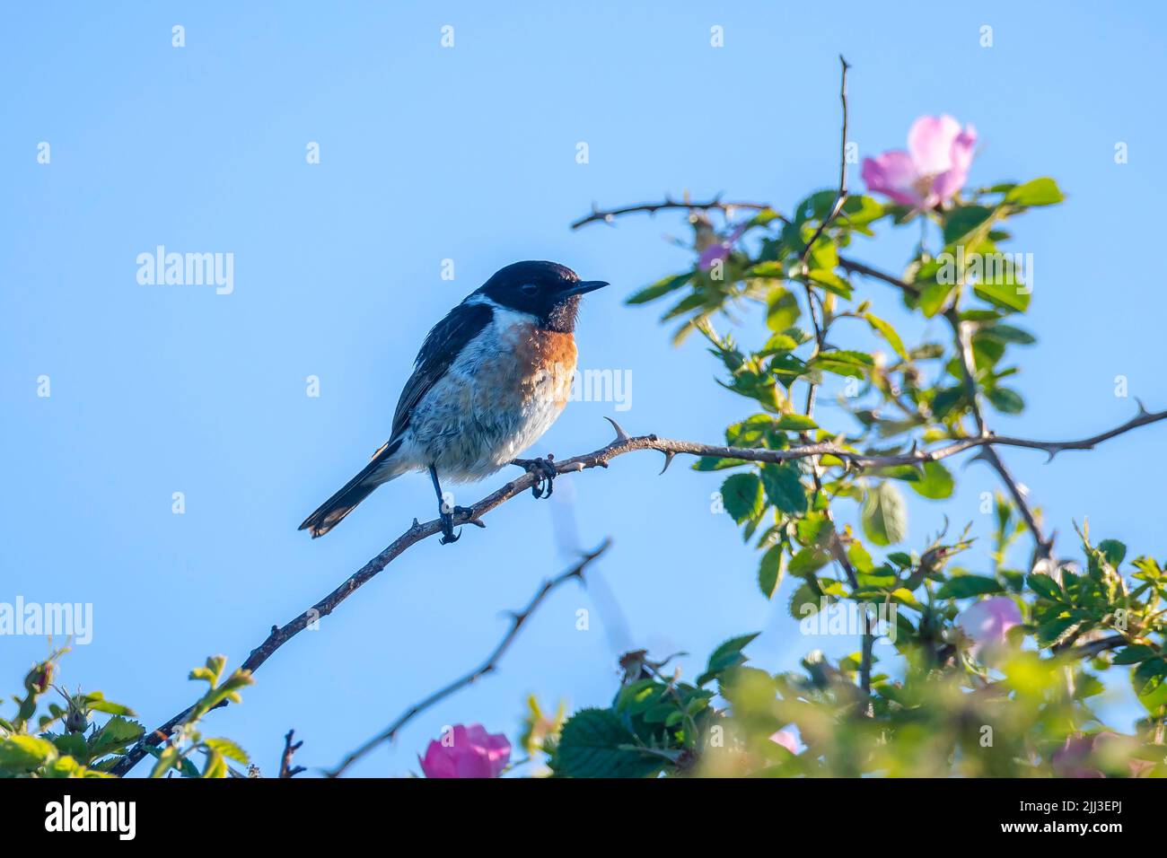 Stonechat, Saxicola rubicola, pájaro cantando al sol de la mañana Foto de stock